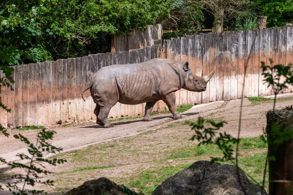 Portrait Black Rhinoceros Diceros Bicornis Zoo — Stock Photo, Image