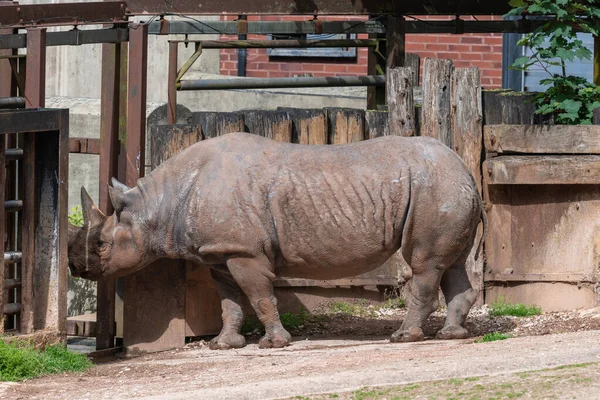 Portrait Black Rhinoceros Diceros Bicornis Zoo — Stock Photo, Image