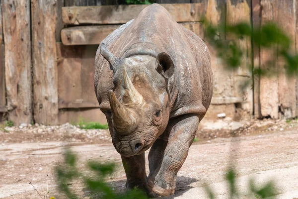 Portrait Black Rhinoceros Diceros Bicornis Zoo — Stock Photo, Image
