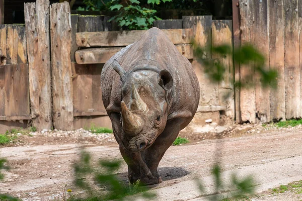 Portrait Black Rhinoceros Diceros Bicornis Zoo — Stock Photo, Image