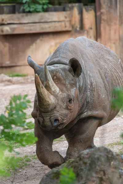 Portrait Black Rhinoceros Diceros Bicornis Zoo — Stock Photo, Image