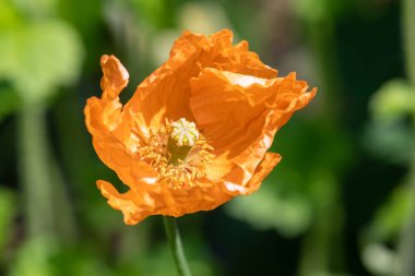 Turuncu bir gelincik çiçeğine yaklaş.