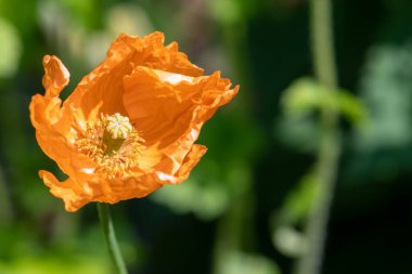 Turuncu bir gelincik çiçeğine yaklaş.