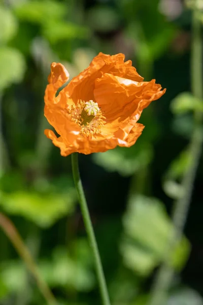 Primer Plano Una Flor Amapola Naranja —  Fotos de Stock