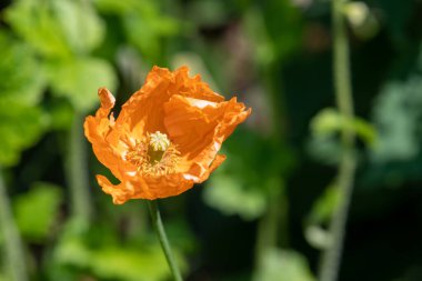 Turuncu bir gelincik çiçeğine yaklaş.