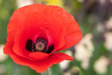 Çiçek açmış kırmızı bir gelincik çiçeğine yaklaş