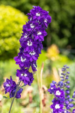 Çiçek açmış mor bir Delphinium çiçeğine yaklaş