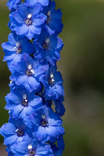 Close Blue Delphinium Flowers Bloom — Stock Photo, Image