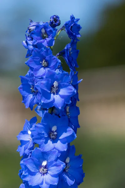 Close Blue Delphinium Flowers Bloom — 图库照片