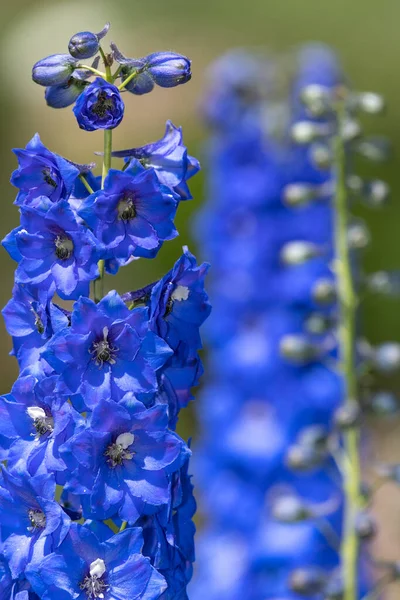 Zbliżenie Niebieskie Kwiaty Delphinium Rozkwicie — Zdjęcie stockowe