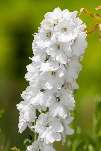 Close White Delphinium Flower Bloom — 图库照片