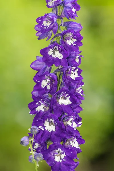 Close Purple Delphinium Flower Bloom — Stockfoto