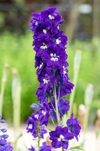 Close Purple Delphinium Flower Bloom — 图库照片