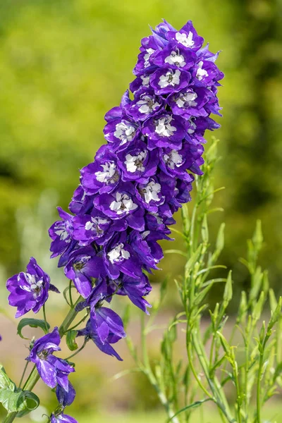 Close Purple Delphinium Flower Bloom — 图库照片