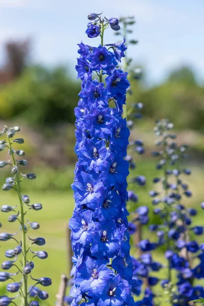 Close Blue Delphinium Flowers Bloom Stock Picture