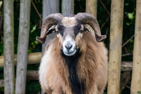 Portrait Domestic Goat Capra Hircus Looking Camera — Stok fotoğraf