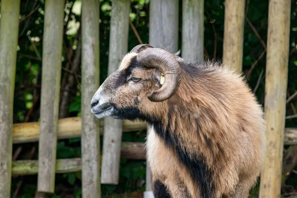 Close Portrait Domestic Goat Capra Hircus — Stok fotoğraf