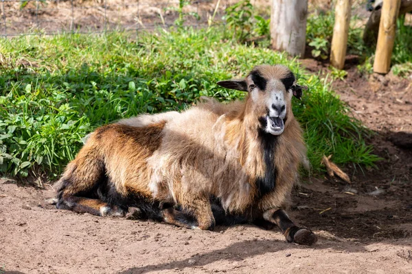 Portrait Domestic Goat Capra Hircus Sitting Ground — Foto de Stock