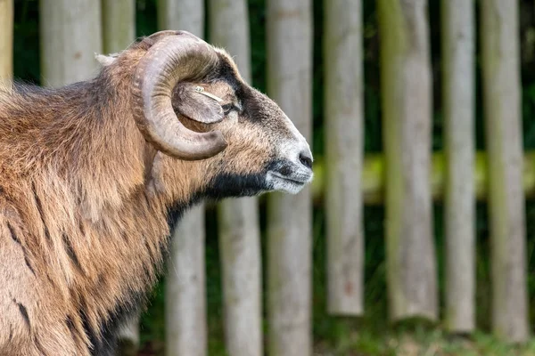 Nahaufnahme Porträt Einer Hausziege Capra Hircus — Stockfoto