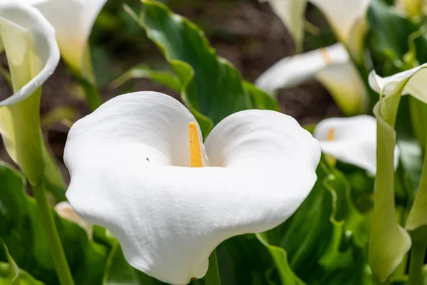 Çiçek Açmış Bir Zambak Zantedeschia Aethiopica Çiçeğine Yaklaş — Stok fotoğraf