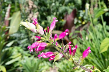 Çiçek açan gül goncalarına (salvia siucrata) yakın plan