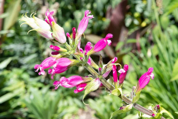 Virágzó Rózsafüzér Salvia Involucrata Virágok Közelsége — Stock Fotó