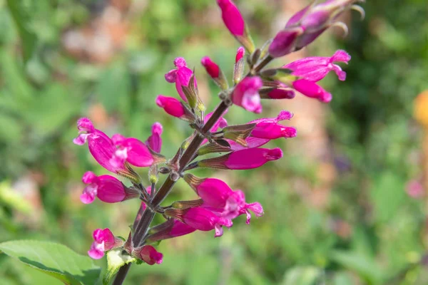Close Roseleaf Sage Salvia Involucrata Flowers Bloom — Stok fotoğraf