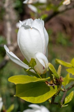 Çiçek açmış beyaz bir manolya çiçeğine yaklaş