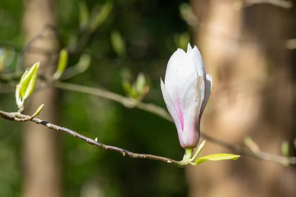 Close White Magnolia Flower Bloom — Stock fotografie