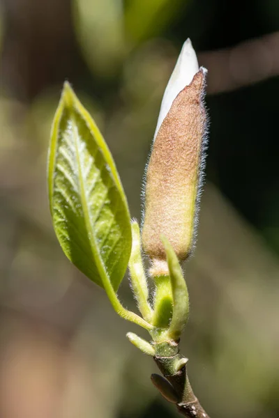 Primer Plano Brote Magnolia Emergiendo Flor — Foto de Stock