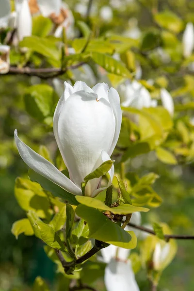 Close White Magnolia Flower Bloom — Zdjęcie stockowe