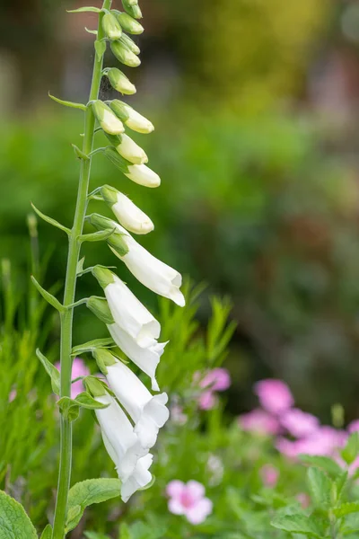 Zblízka Bílá Liščí Rukavice Digitalis Květina Květu Zahradě — Stock fotografie