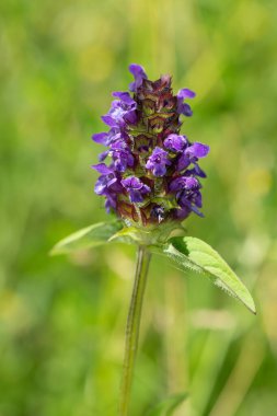 Çiçek açmış bir Woundwort (prunella vulgaris) çiçeğinin makro çekimi