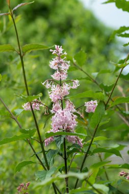 Çiçek açan leylak (şırınga komarowii) çiçeklerini kapat