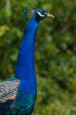 Tavus kuşu (Pavo Cristatus portresi)
