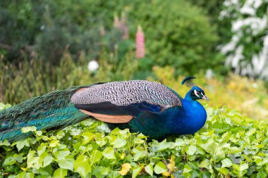 Bir çitin üzerinde oturan bir tavus kuşunun portresi (pavo cristatus)