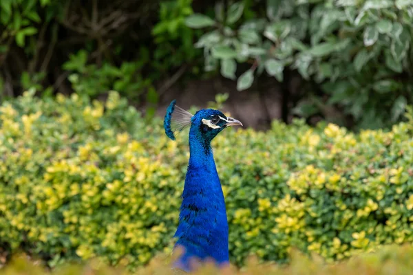 Tiro Dianteiro Pavão Pavo Cristatus — Fotografia de Stock