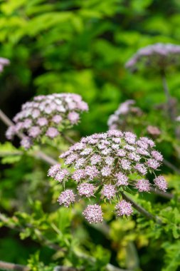 Kıllı kadife çiçeklerin (chaerophyllum hirsutum roseum) açılışını kapat