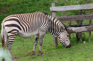 Bir tarlada otlayan Hartmanns dağ zebrasının portresi.