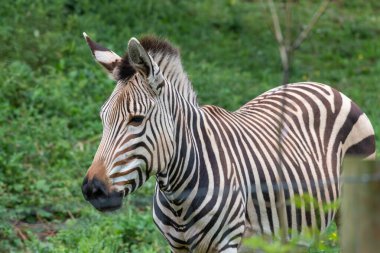 Bir çayırdaki Hartmanns dağ zebrasının portresi (equus hartmannae)