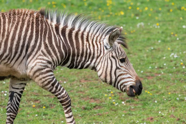 Close Portrait Hartmanns Mountain Zebra Foal Equus Hartmannae Meadow — Fotografia de Stock