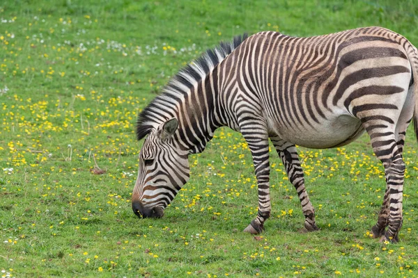 Portrait Hartmanns Mountain Zebra Equus Hartmannae Grazing Meadow — Fotografia de Stock