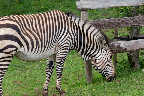 Portrait Hartmanns Mountain Zebra Equus Hartmannae Grazing Field — Fotografia de Stock