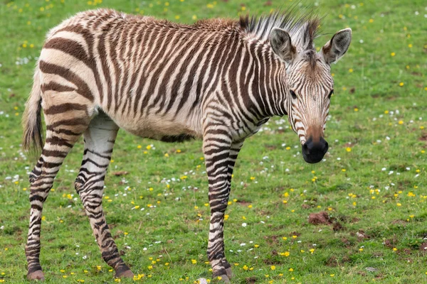 Portrait Hartmanns Mountain Zebra Foal Equus Hartmannae Meadow — Fotografia de Stock