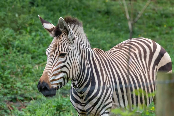 Portrait Hartmanns Mountain Zebra Equus Hartmannae Meadow — Fotografia de Stock