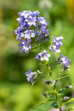 Campanula lactiflora çiçeklerinin açılışını kapat.
