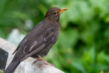 Bir park bankına tünemiş dişi Avrasya karatavuğu portresi (turdus merula)