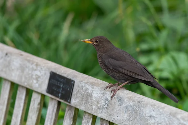 Bir Park Bankına Tünemiş Dişi Avrasya Karatavuğu Portresi Turdus Merula — Stok fotoğraf