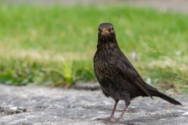 Portrait Female Eurasian Blackbird Turdus Merula Perched Wall — 图库照片