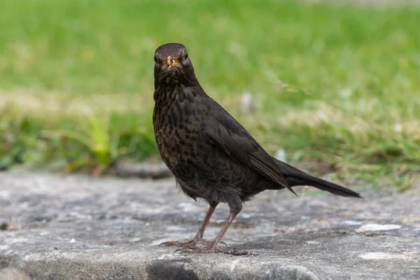 Portrait Female Eurasian Blackbird Turdus Merula Perched Wall — 图库照片